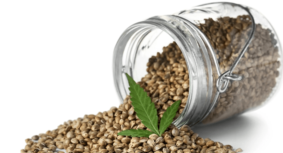 Organic Hemp Seed - Cold-milled hemp seed powder, grown in Canada and USDA Organic certified. It provides the plant protein drink with its slightly nutty flavor.