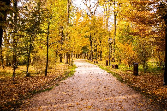 Beautiful trail in the woods.