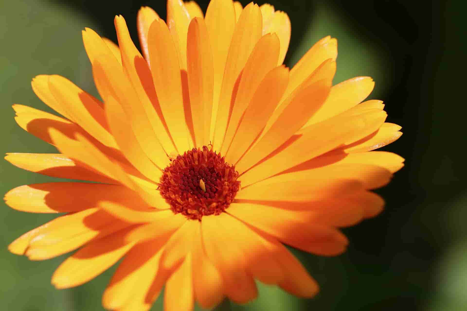 Calendula Officinalis