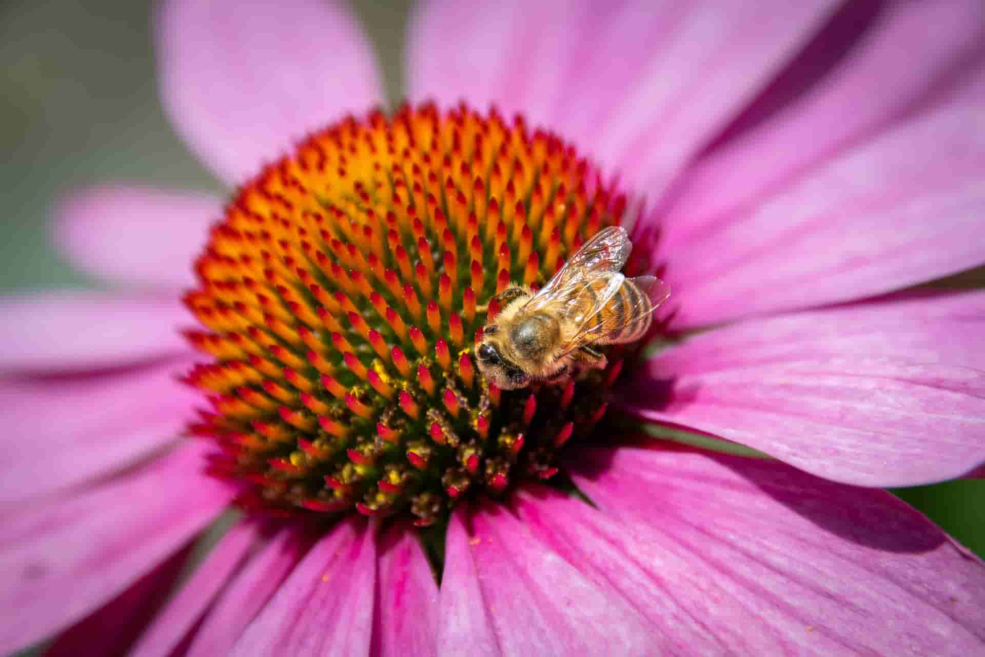 Cone flower - Echinacea