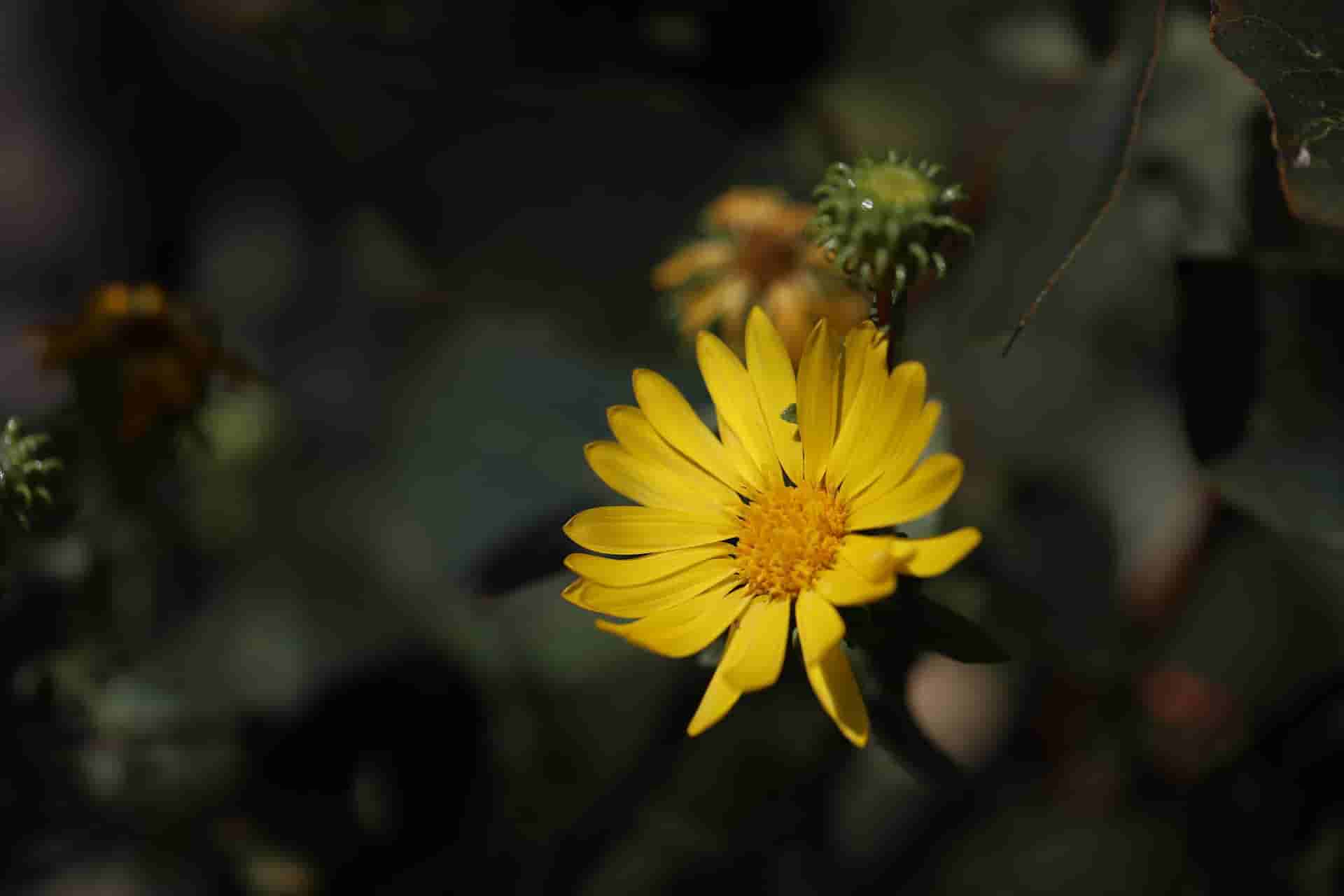 Gumweed