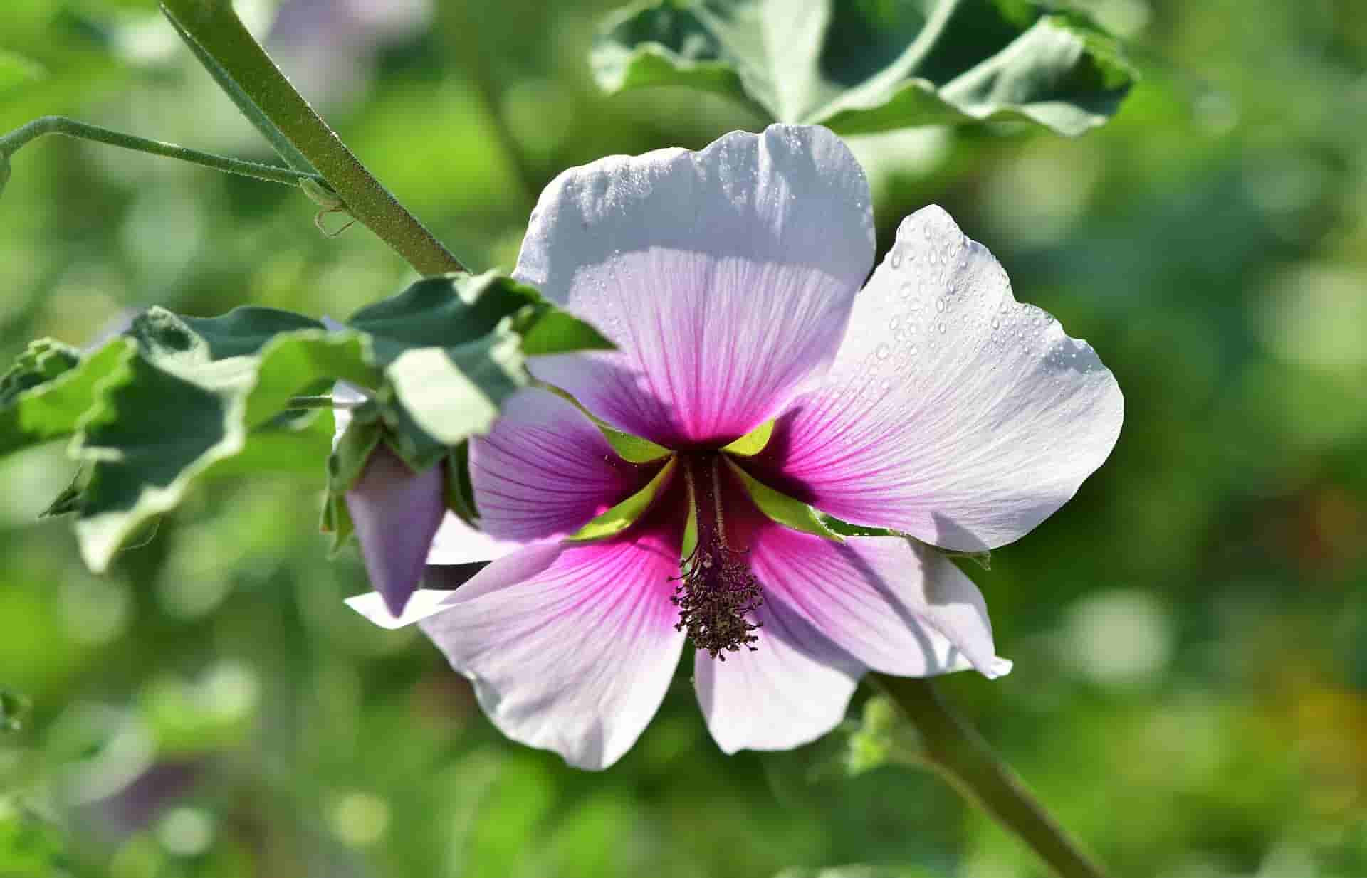 Mallow