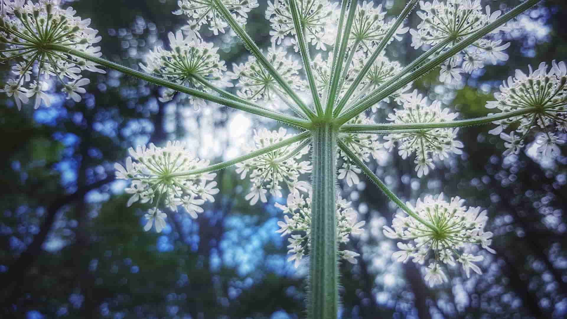 Clever Herbal Healer Reveals His Top 10 Medicinal Plants