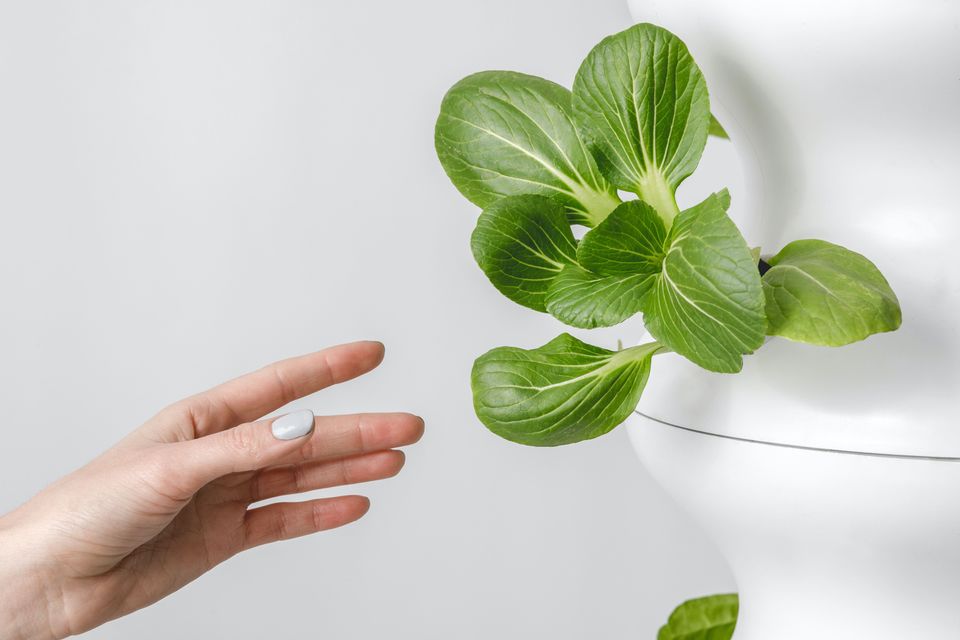 Hand tending to growing plants.